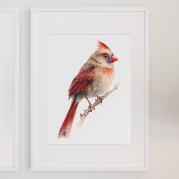 Watercolor Female Cardinal Bird Wall Art Print Unframed - Picture 7 of 7
